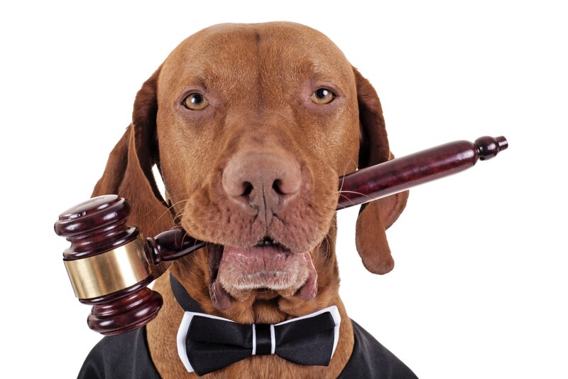 Brown Dog with Gavel