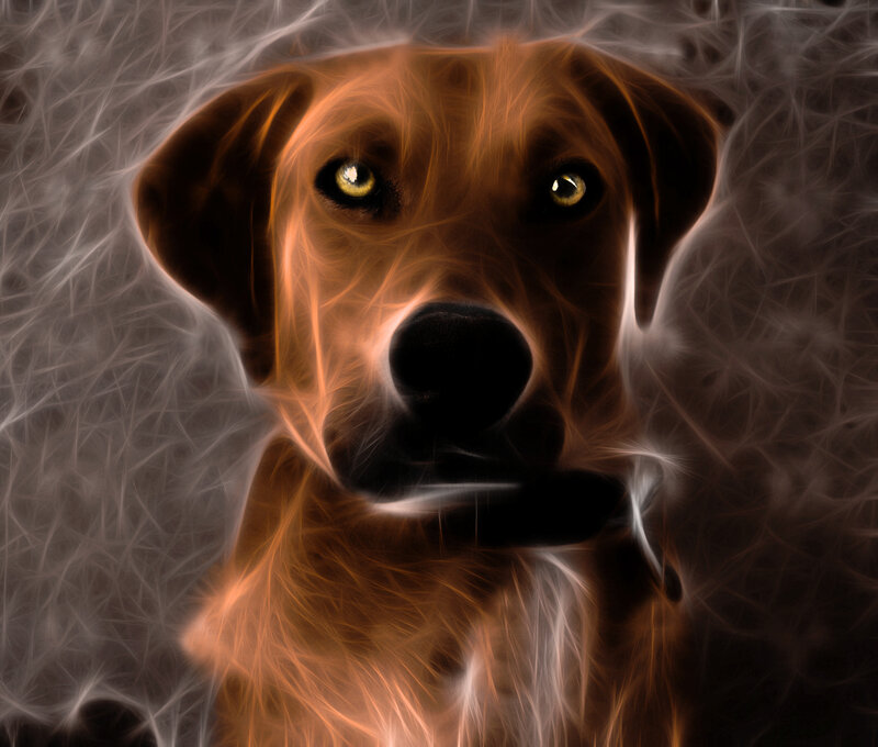 Brown Dog with Glowing Eyes