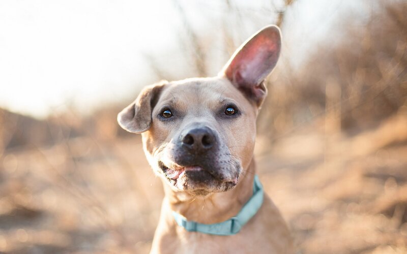 brown dog with green collar