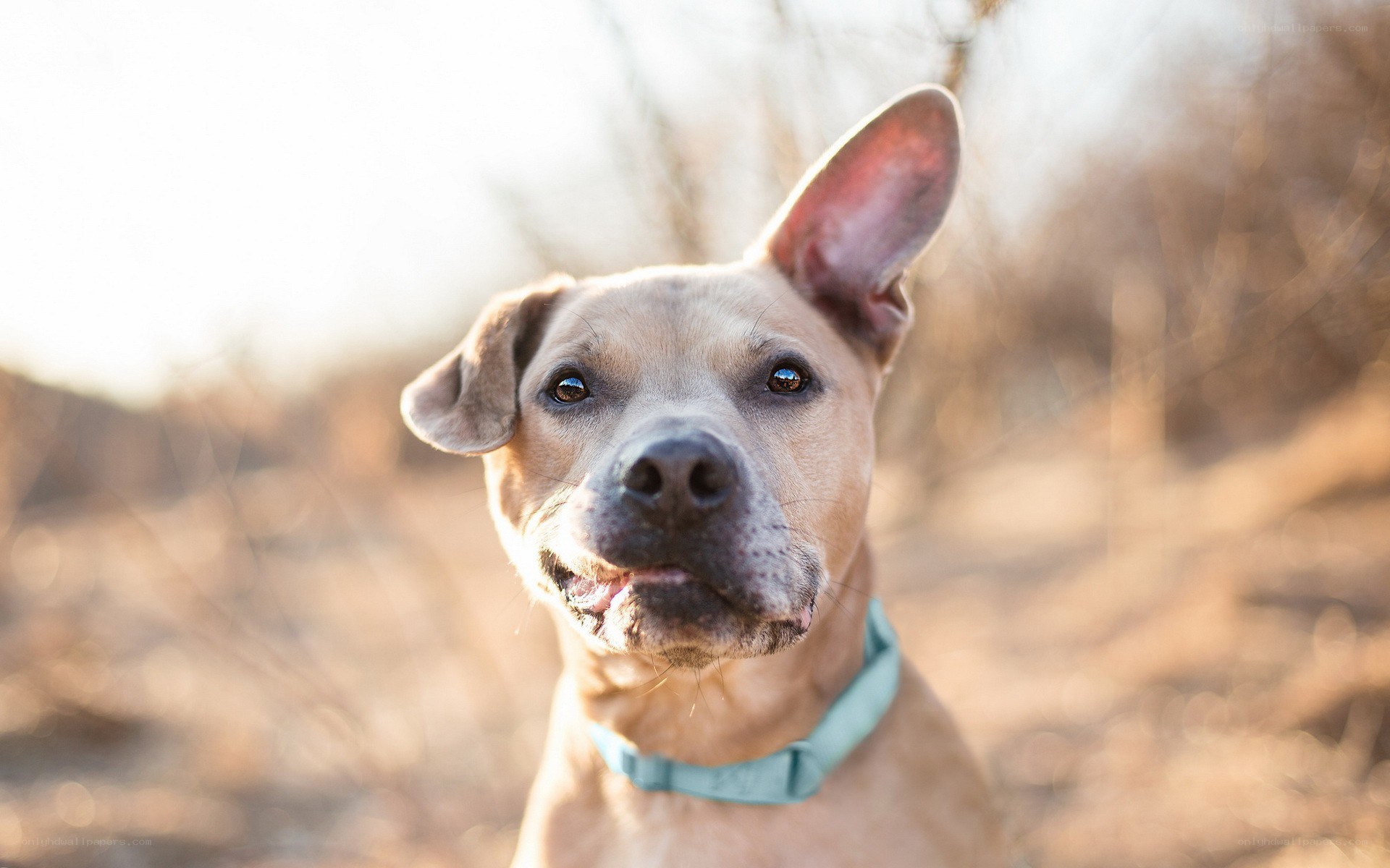 brown dog with green collar
