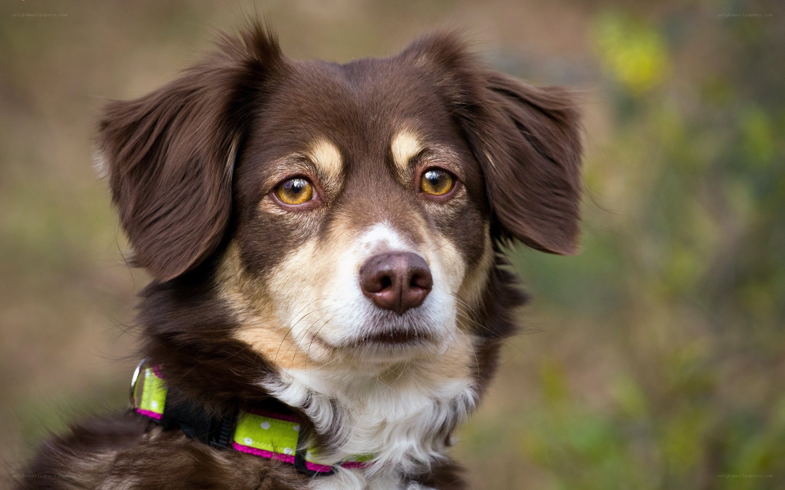 brown dog with green collar