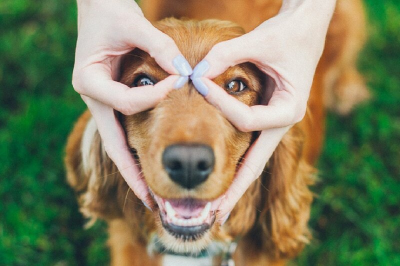 Brown Dog with Hands