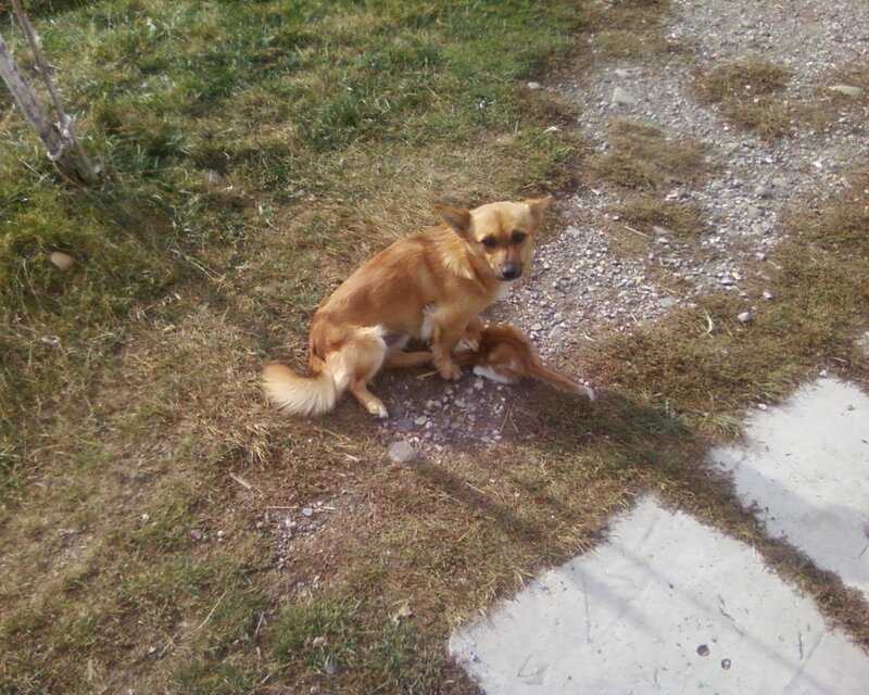 Brown Dog with Kitten