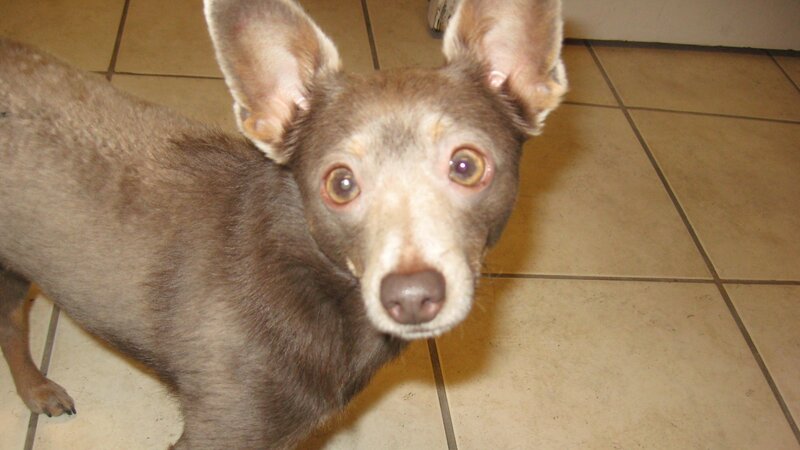 Brown Dog with Large Ears