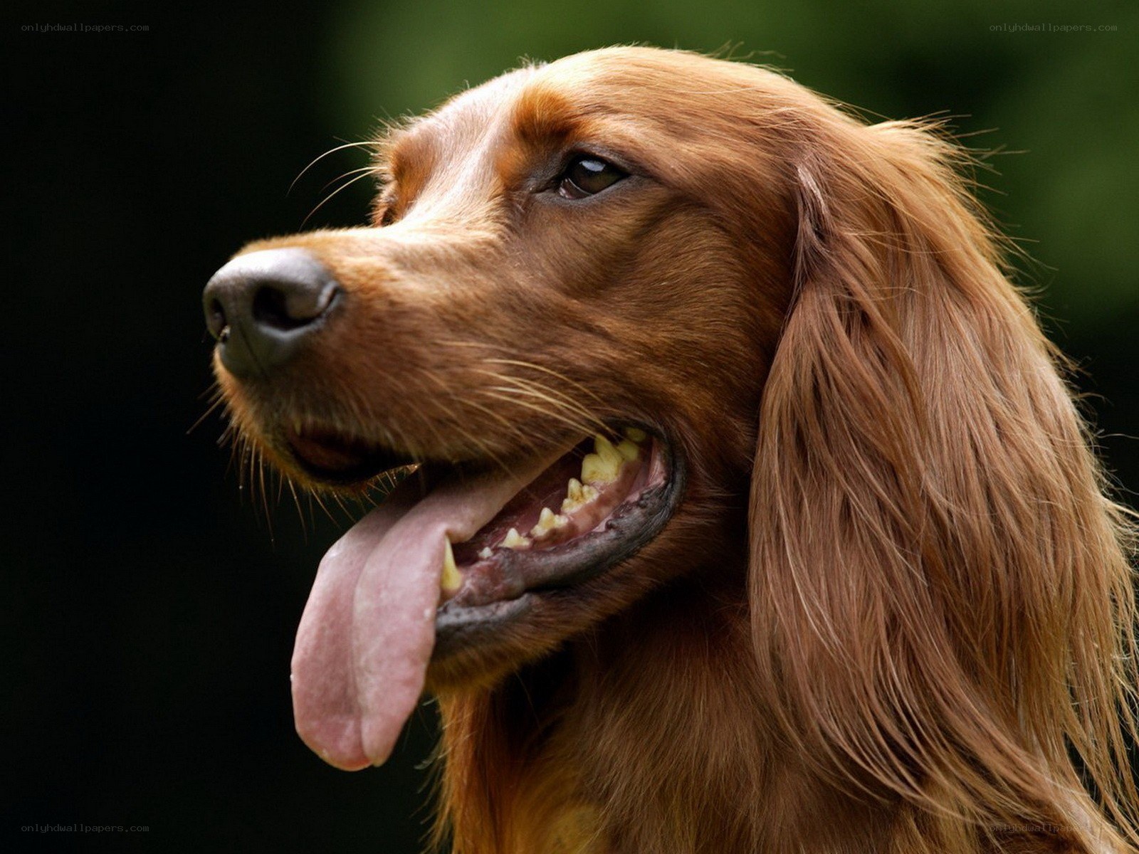 brown dog with long ears