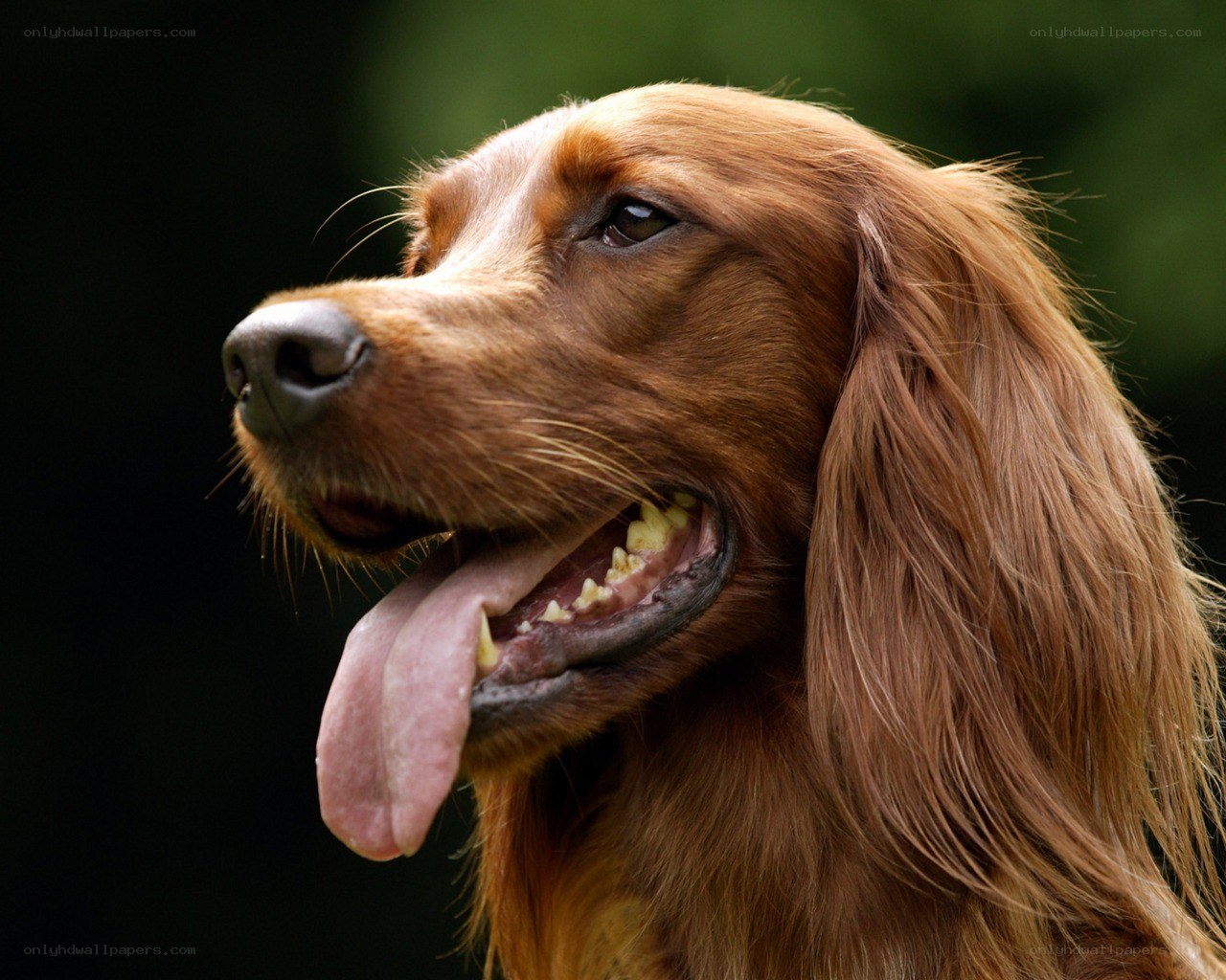 brown dog with long ears