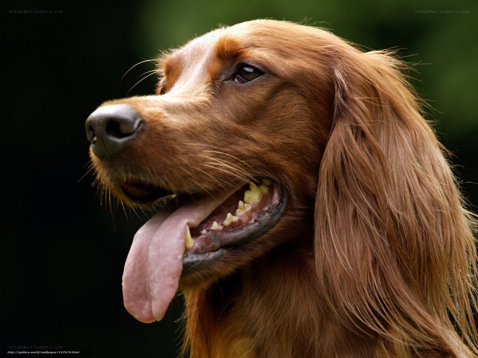 brown dog with long ears