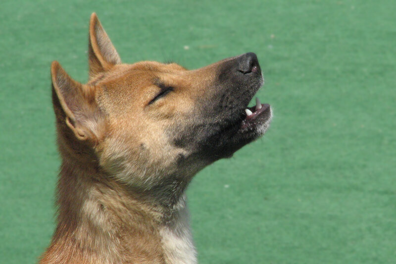 Brown Dog with Open Mouth — Calm