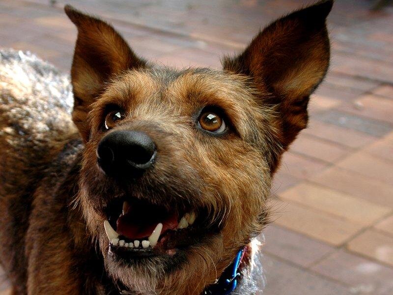 Brown Dog with Open Mouth
