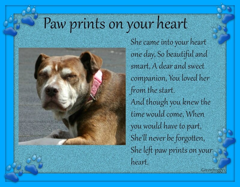 Brown Dog with Pink Collar — Blue