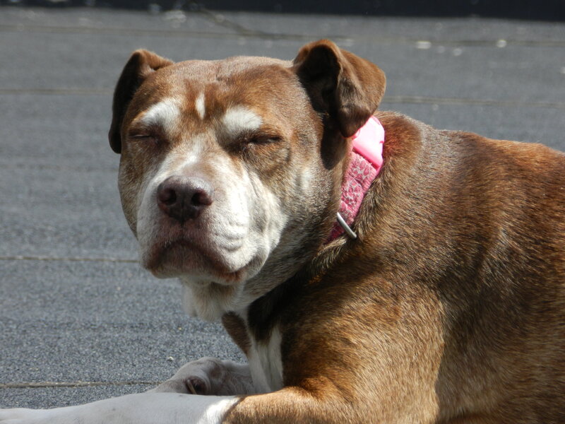 Brown Dog with Pink Collar