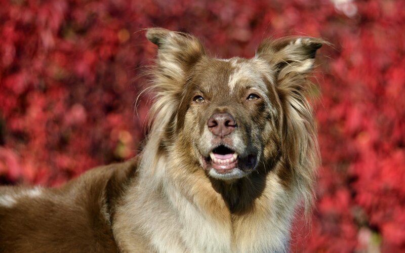 brown dog with red leaves