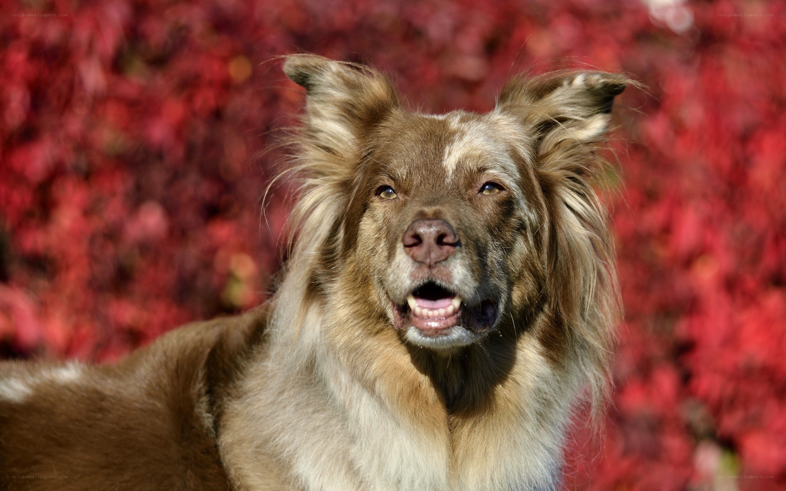 brown dog with red leaves