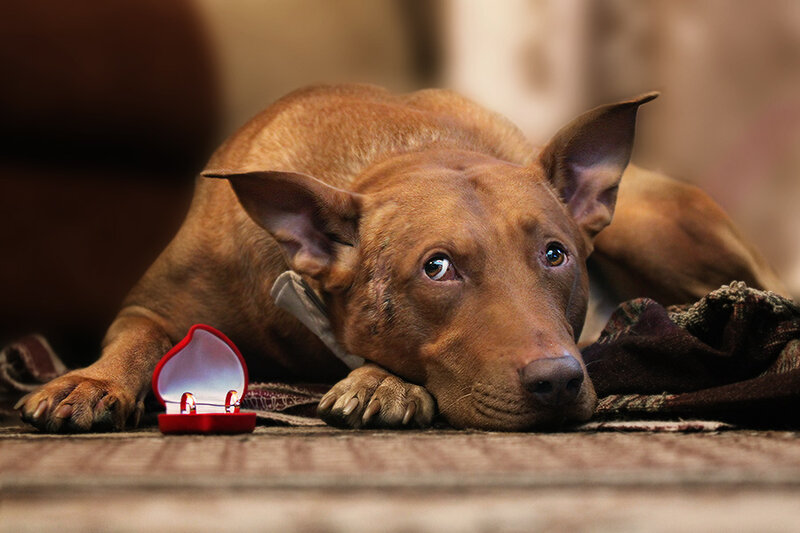 Brown Dog with Ring Box