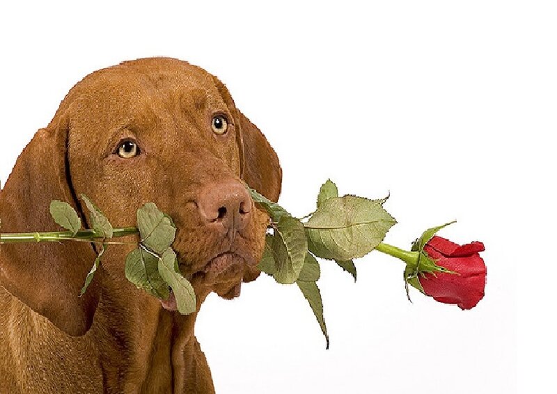 Brown Dog with Rose