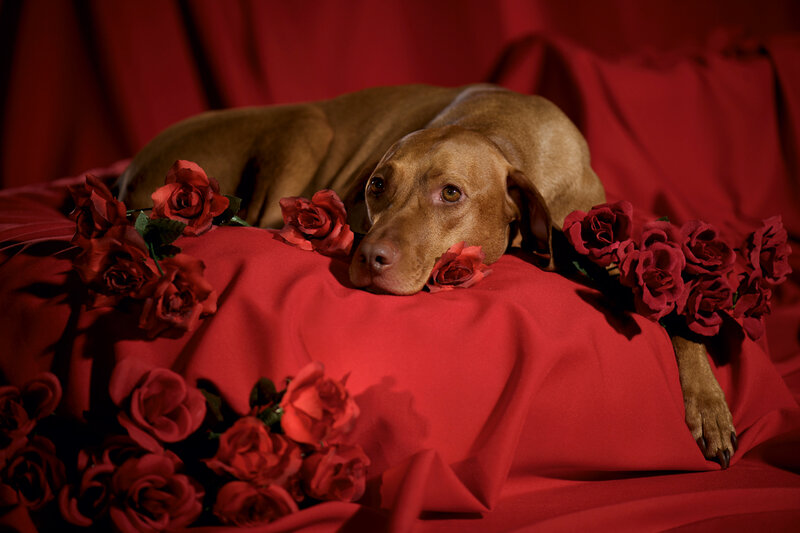 Brown Dog with Roses