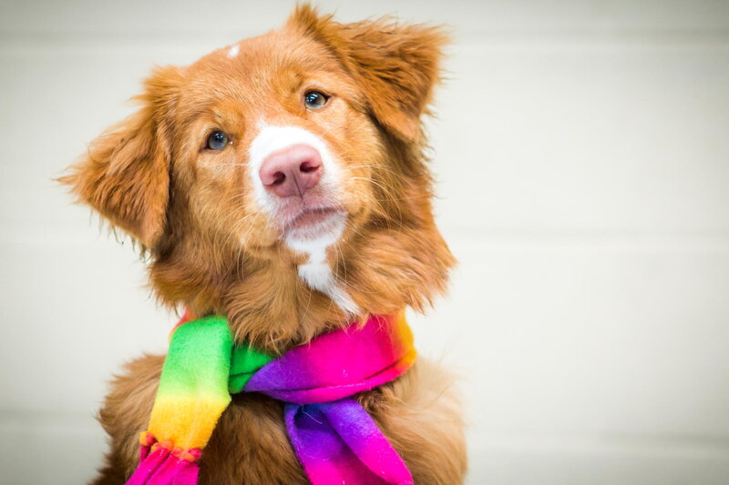 Brown Dog with Scarf