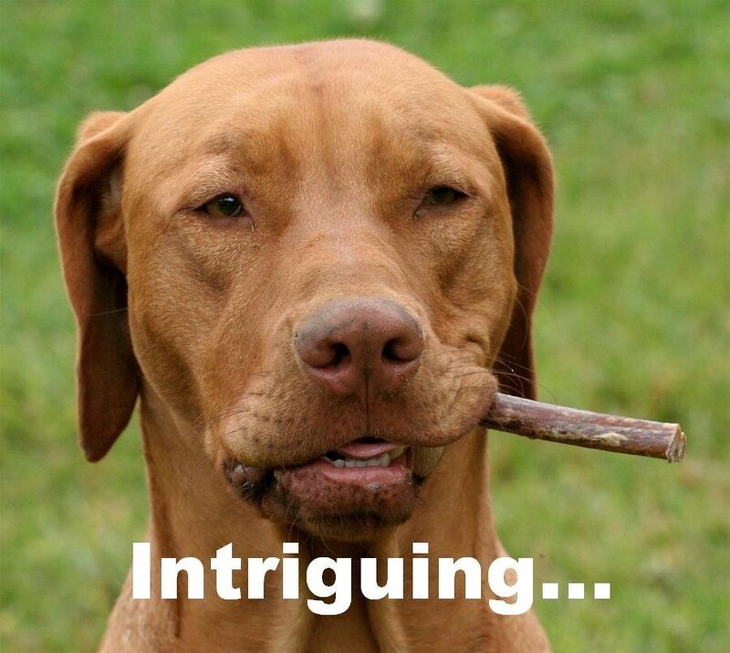 Brown Dog with Stick
