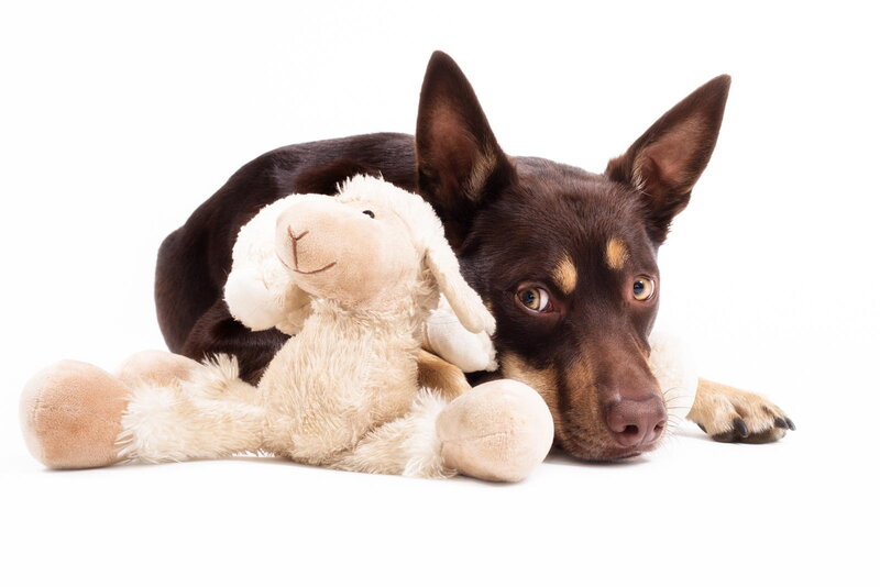 Brown Dog with Stuffed Lamb