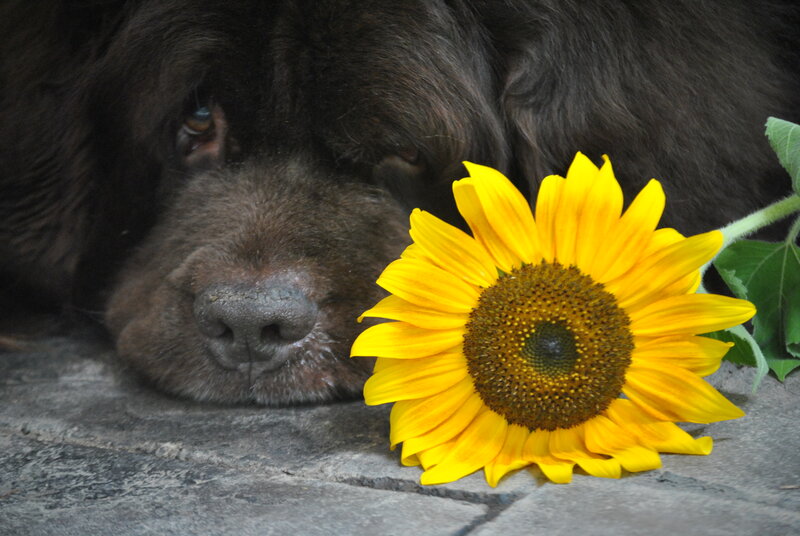 Brown Dog with Sunflower