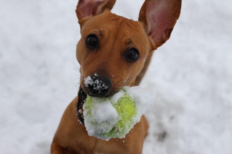 Brown Dog with Tennis Ball — Playful
