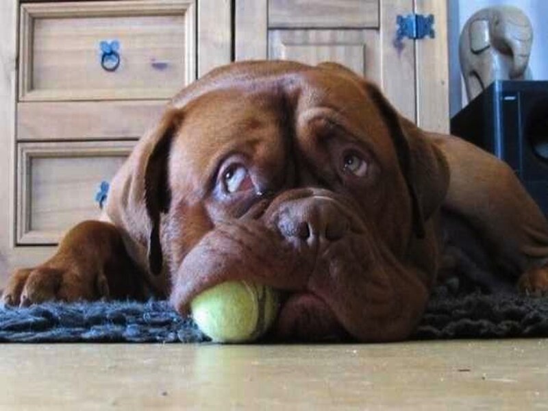 Brown Dog with Tennis Ball
