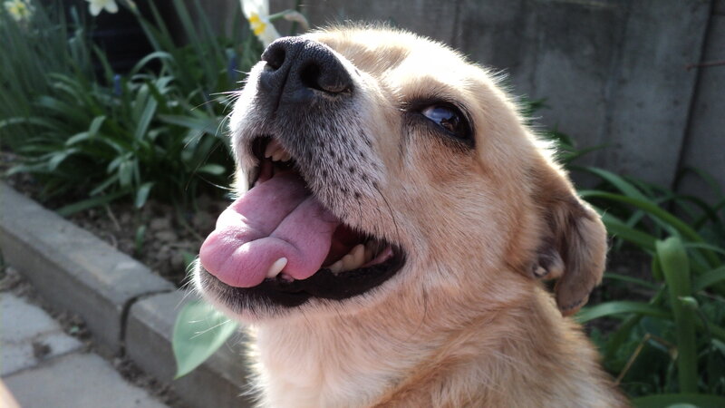 Brown Dog with Tongue Out — Calm