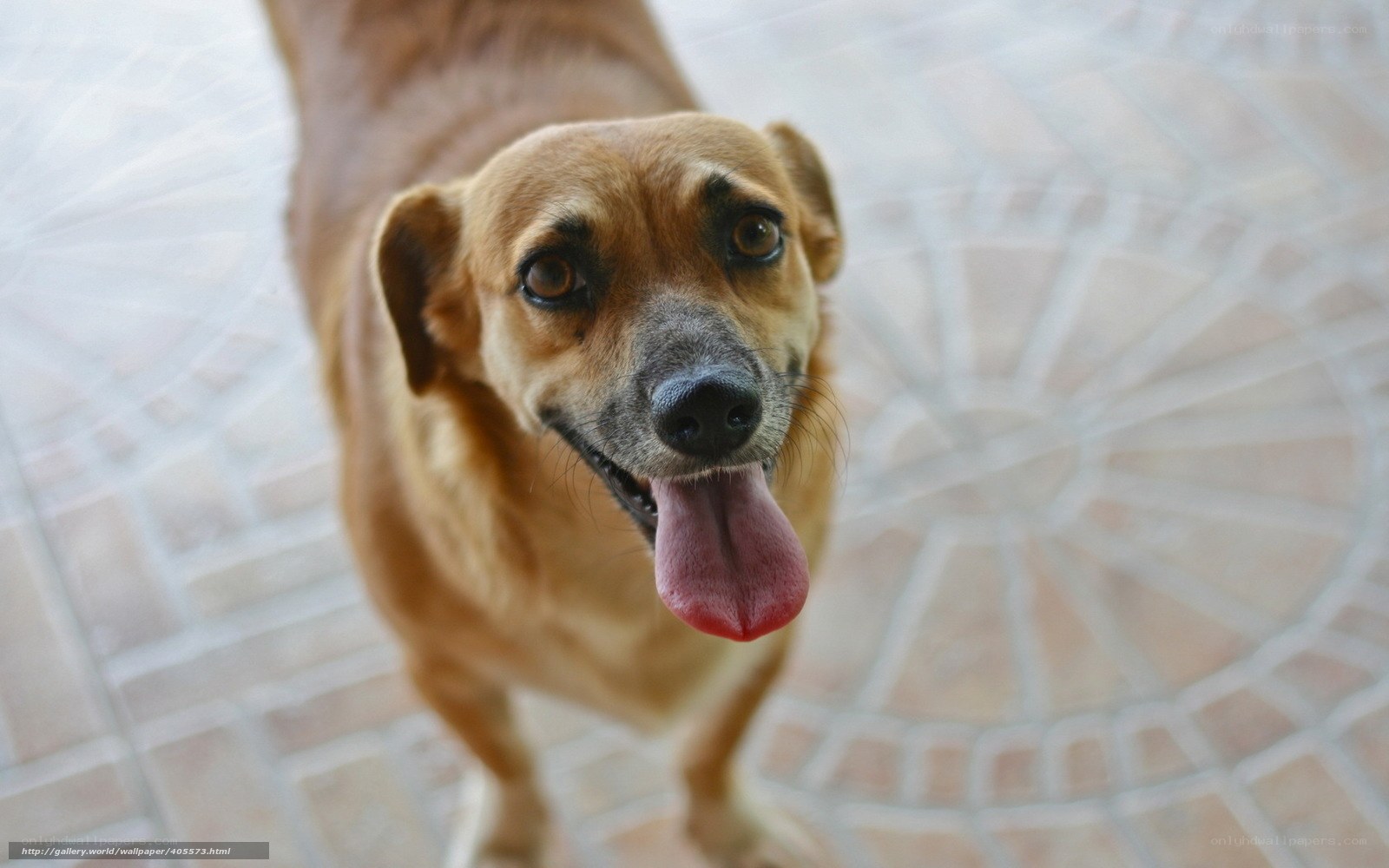 brown dog with tongue out
