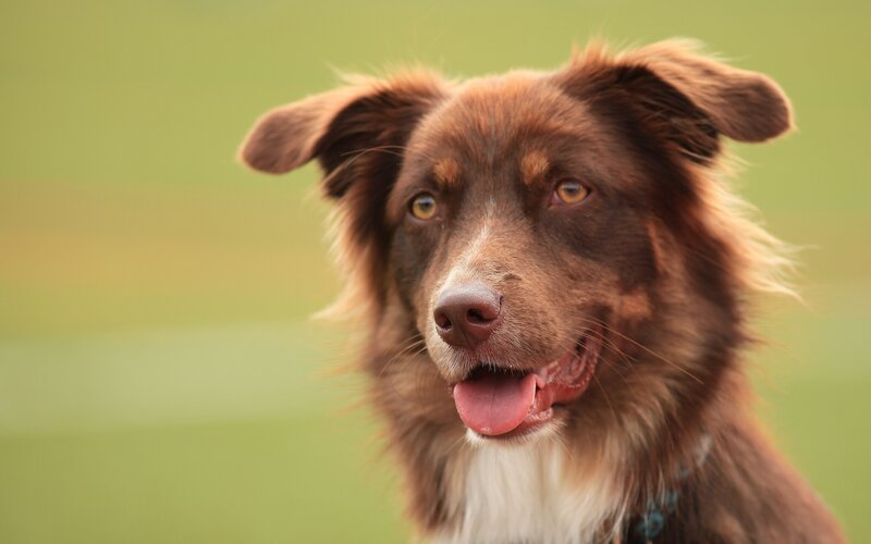 Brown Dog with White Chest — Calm