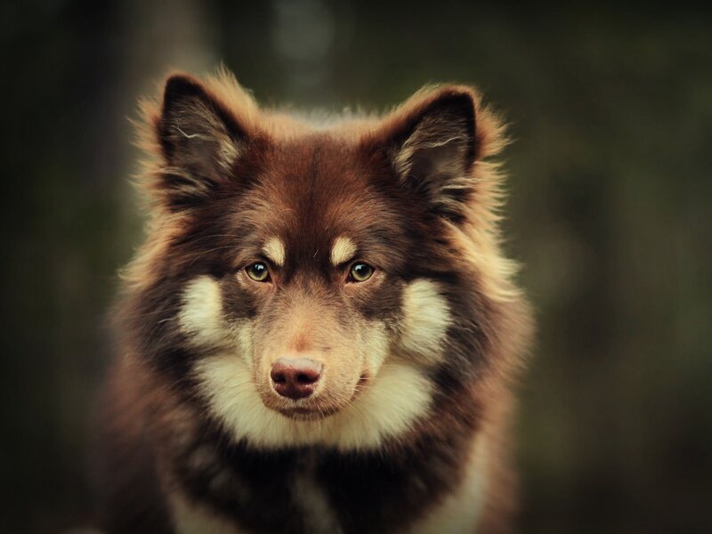 Brown Dog with White Markings — Calm