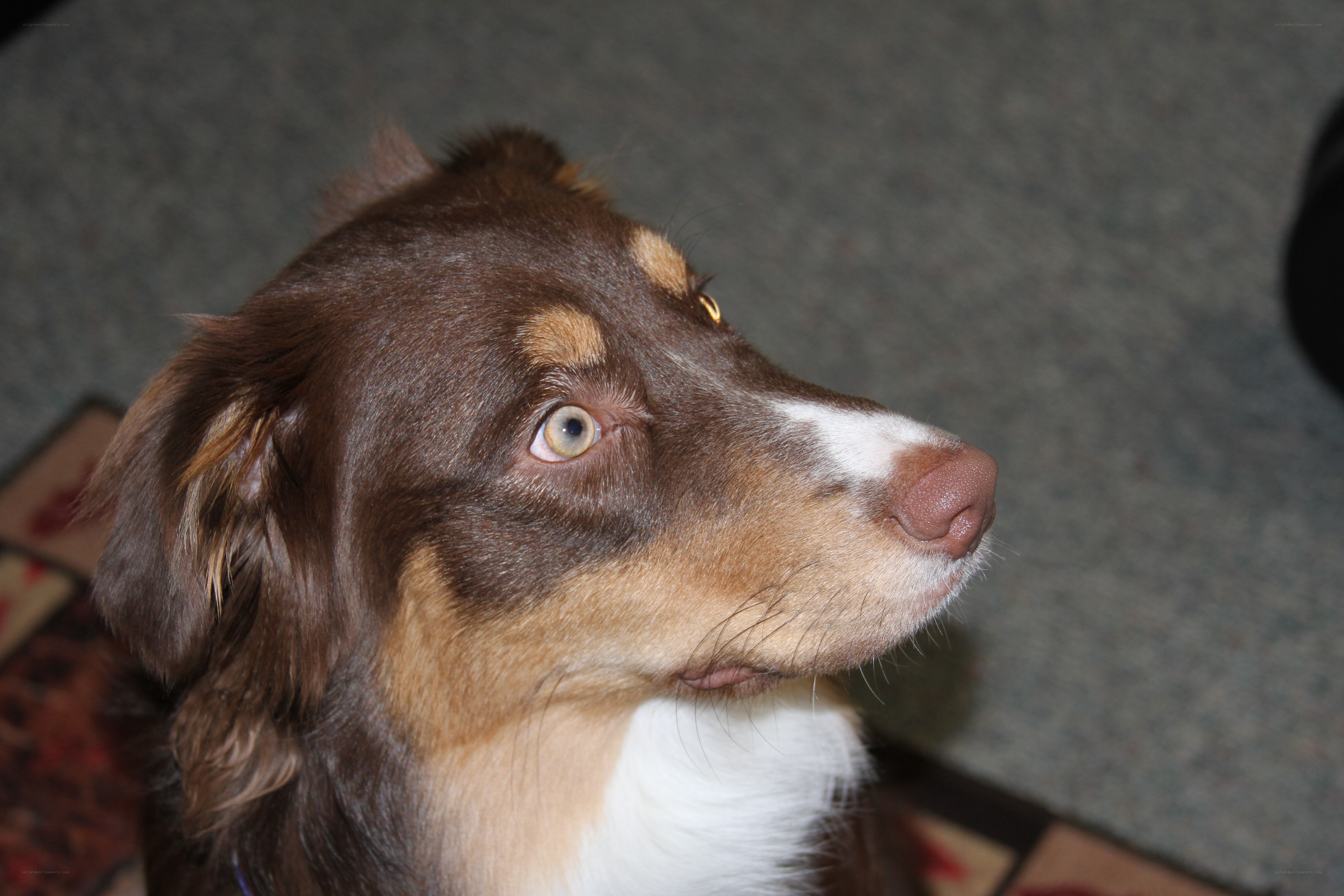 brown dog with white markings