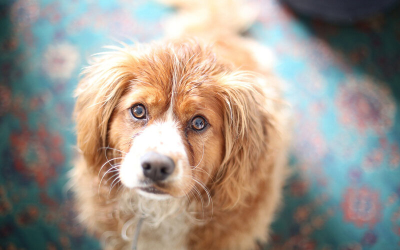 Brown Dog with White Muzzle — Calm, Photograph, Carpet