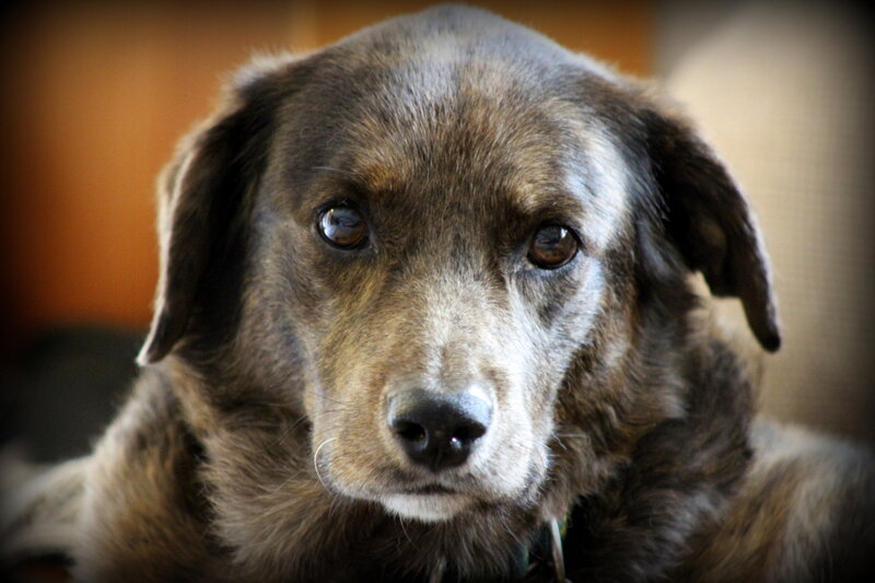 Brown Dog with White Muzzle — Calm, Photograph, Collar