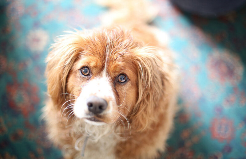 Brown Dog with White Muzzle — Calm, Photograph
