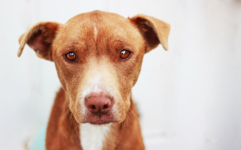 Brown Dog with White Muzzle — Calm, Photograph, White Wall