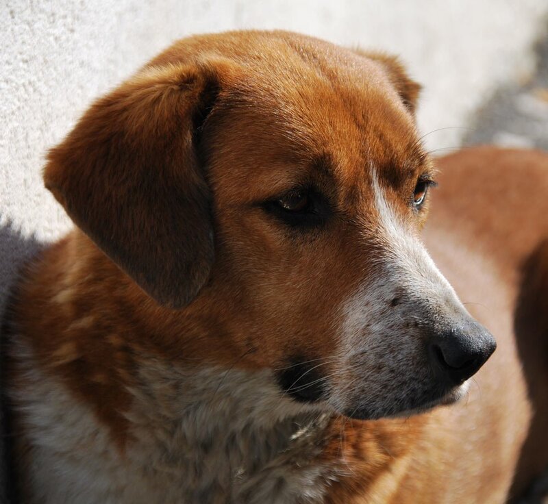 Brown Dog with White Muzzle — Calm