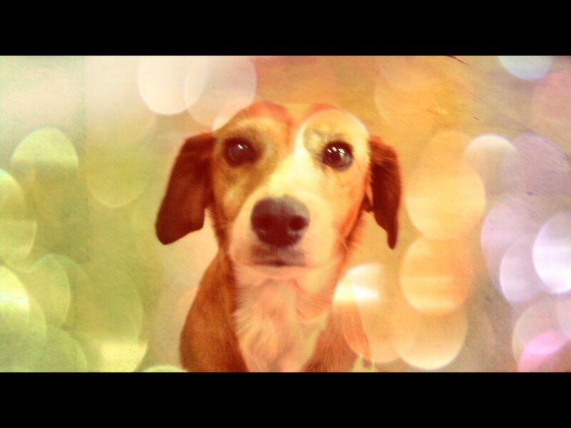 Brown Dog with White Muzzle — Dreamy