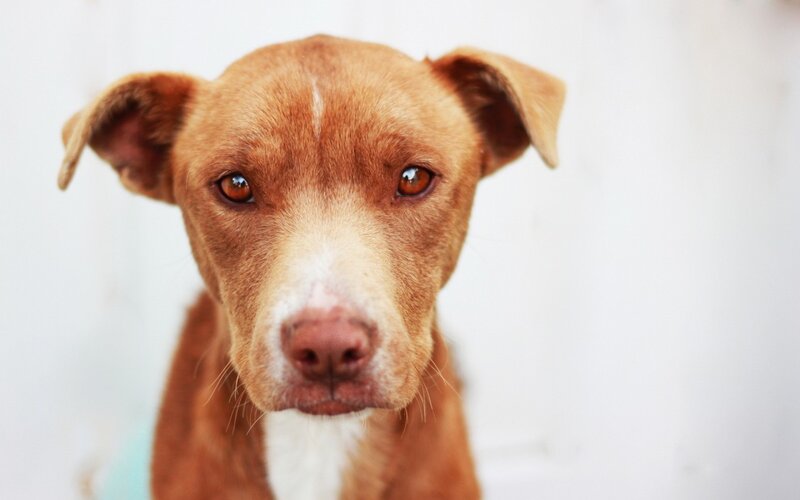 Brown Dog with White Muzzle — Neutral