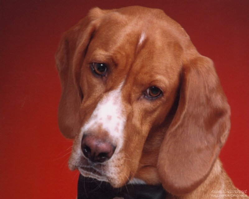brown dog with white muzzle