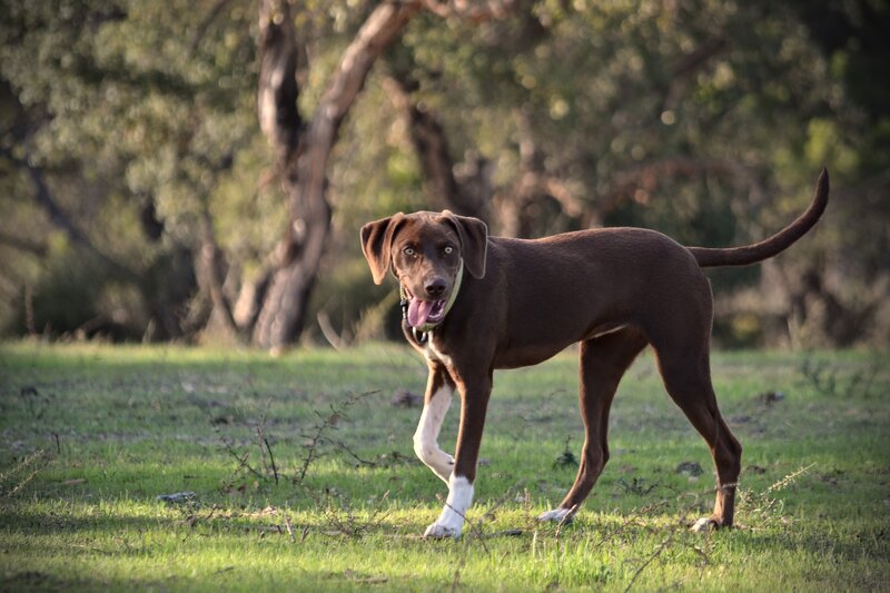 Brown Dog with White Paws