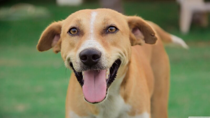 Brown Dog with White Stripe