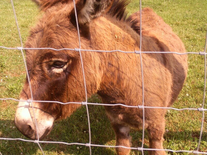 Brown Donkey Behind Fence