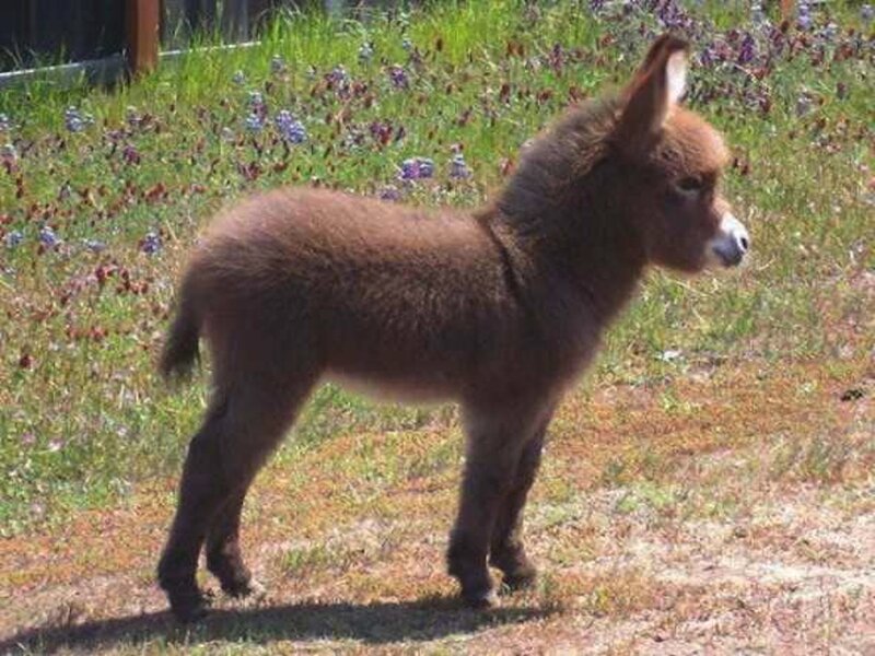 Brown Donkey Foal
