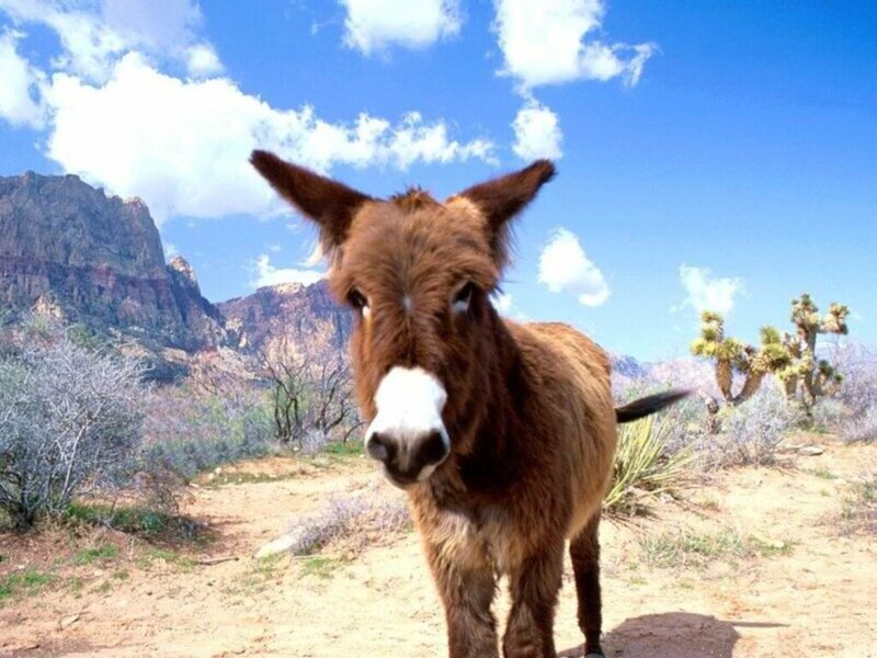 Brown Donkey in Desert