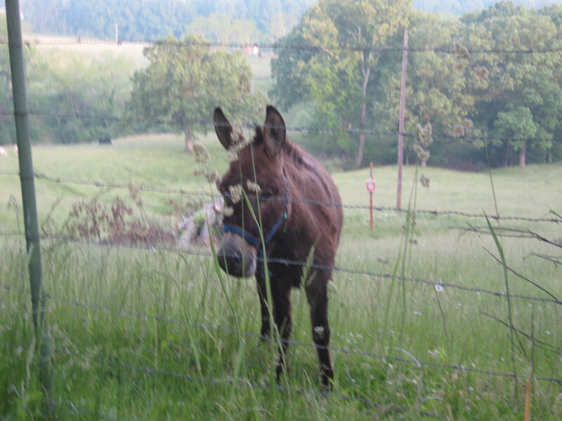 Brown Donkey in Field