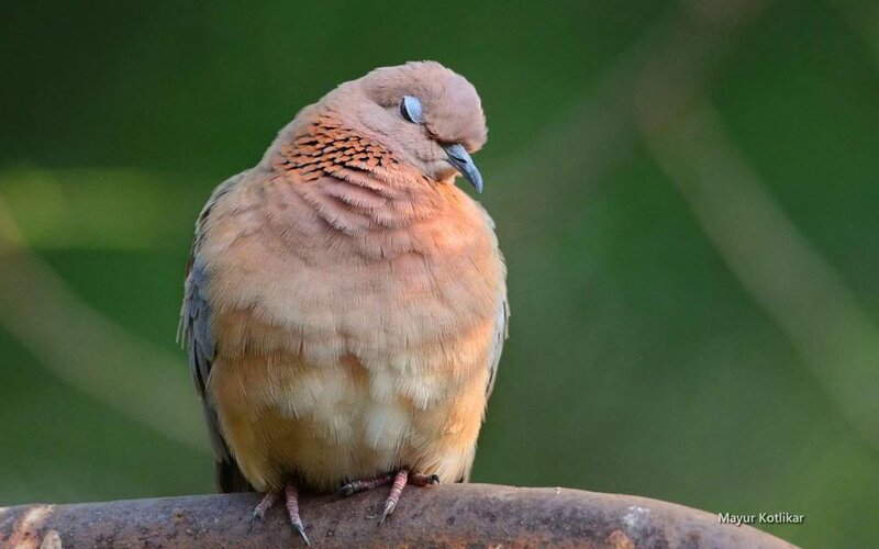 Brown Dove on Branch