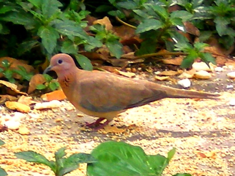 Brown Dove on Ground