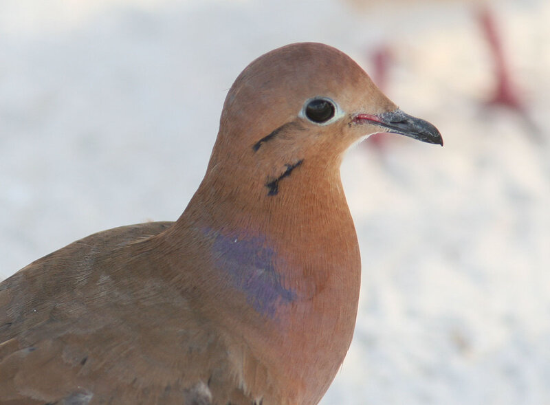 Brown Dove with Purple Neck