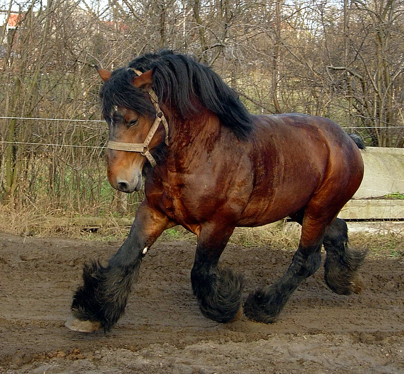 Brown Draft Horse — Calm