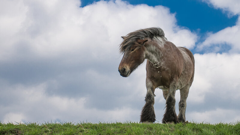 Brown Draft Horse — Green